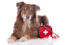 Australian shepherd dog with first aid kit 이미지 (470634898) - 게티이미지뱅크 Australian shepherd dog with first aid kit
