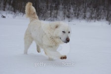 Maremma sheepdog running in the snow landscape 이미지 (539000305) - 게티이미지뱅크 Maremma sheepdog running in the snow landscape