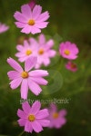 Cosmos 이미지 (482629556) - 게티이미지뱅크 Cosmos