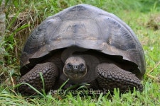 Giant Tortoise 이미지 (502733802) - 게티이미지뱅크 Giant Tortoise