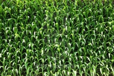 Background of corn plants 이미지 (474470596) - 게티이미지뱅크 Background of corn plants