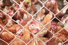 chicken farm 이미지 (476512686) - 게티이미지뱅크 chicken farm