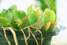 Leaf after rain in sunshine 이미지 (477696748) - 게티이미지뱅크 Leaf after rain in sunshine