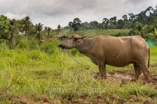 Buffalo in agriculture farm 이미지 (476168854) - 게티이미지뱅크 Buffalo in agriculture farm