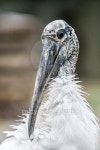 Closeup of the Stork 이미지 (489009654) - 게티이미지뱅크 Closeup of the Stork