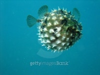 Pufferfish 이미지 (466841736) - 게티이미지뱅크 Pufferfish
