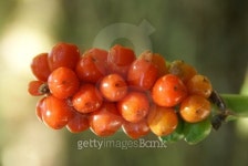Jack-in-the-pulpit 이미지 (487835516) - 게티이미지뱅크 Jack-in-the-pulpit