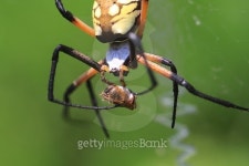 Garden spider about to eat honey bee 이미지 (485305586) - 게티이미지뱅크 Garden spider about to eat honey bee