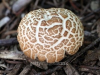 Agrocybe Praecox Mushroom Growing in a Garden 이미지 (477396300) - 게티이미지뱅크 Agrocybe Praecox Mushroom Growing in a Garden