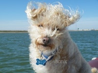 Dog on a boat 이미지 (467512156) - 게티이미지뱅크 Dog on a boat