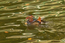 duck on the lake 이미지 (470401356) - 게티이미지뱅크 duck on the lake
