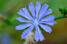 Chicory plant. 이미지 (483771930) - 게티이미지뱅크 Chicory plant.