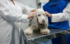 Veterinarian preparing dog for x-ray. 이미지 (474341588) - 게티이미지뱅크 Veterinarian preparing dog for x-ray.