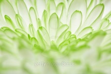 flower of green white annealed Chrysanthemum 이미지 (485595382) - 게티이미지뱅크 flower of green white annealed Chrysanthemum