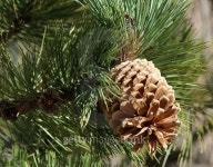 Pine Cone in the sun 이미지 (468946776) - 게티이미지뱅크 Pine Cone in the sun