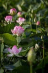 Lotus Flower_22 이미지 (484476604) - 게티이미지뱅크 Lotus Flower_22