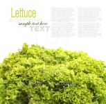 green leaves lettuce 이미지 (498807726) - 게티이미지뱅크 green leaves lettuce