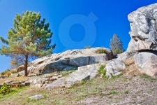 Pine tree and rocks 이미지 (496925380) - 게티이미지뱅크 Pine tree and rocks