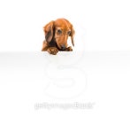 red dog breed dachshund 이미지 (490715356) - 게티이미지뱅크 red dog breed dachshund