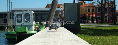 Pigeon with a dream 이미지 (476670348) - 게티이미지뱅크 Pigeon with a dream