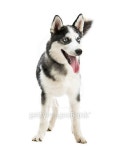 Husky dog breed 이미지 (490854928) - 게티이미지뱅크 Husky dog breed