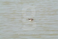 Tringa nebularia (Pantana) 이미지 (496818450) - 게티이미지뱅크 Tringa nebularia (Pantana)