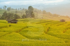 Raining terraced Rice Field in Chiang Mai, Thailand. Sunset scen 이미지 (471554936) - 게티이미지뱅크 Raining terraced Rice... 