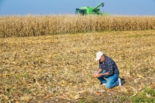 Farmer inspecting corn maize cobs during harvesting season at field 이미지 (464729650) - 게티이미지뱅크 Farmer inspecting... 