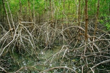 Mangrove roots reach into shallow water in forest 이미지... 게티이미지뱅크 Mangrove roots reach into shallow water in forest