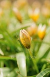 flower bud in early spring yellow and tender 이미지 (474413362) - 게티이미지뱅크 flower bud in early spring yellow and tender