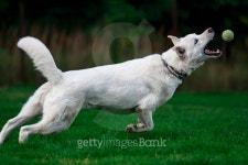 Catch the ball 이미지 (483606962) - 게티이미지뱅크 Catch the ball