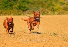 Running two Dogue de Bordeaux 이미지 (490937530) - 게티이미지뱅크 Running two Dogue de Bordeaux