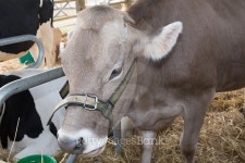 Head of a cow inside in the farm 이미지 (479790892) - 게티이미지뱅크 Head of a cow inside in the farm