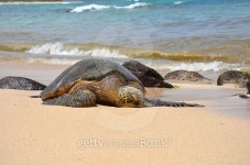 green sea turtle (Chelonia mydas) 이미지 (468044952) - 게티이미지뱅크 green sea turtle (Chelonia mydas)