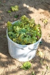 Grapes 이미지 (495659238) - 게티이미지뱅크 Grapes