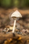 Lepiota 이미지 (476093870) - 게티이미지뱅크 Lepiota