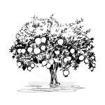 Hand drawn pomegranate tree on white background 이미지 (497571330) - 게티이미지뱅크 Hand drawn pomegranate tree on white... 