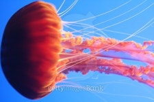 Jellyfish 이미지 (480275624) - 게티이미지뱅크 Jellyfish