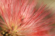 pink and white mimosa floswer 이미지 (485504562) - 게티이미지뱅크 pink and white mimosa floswer