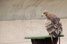Steppe Eagle in training 이미지 (483112506) - 게티이미지뱅크 Steppe Eagle in training