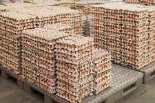 Eggs from chicken farm in the package 이미지 (492849374) - 게티이미지뱅크 Eggs from chicken farm in the package