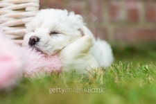 Puppy Sleeping On Her Teddy 이미지 (492785124) - 게티이미지뱅크 Puppy Sleeping On Her Teddy
