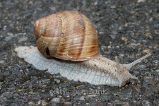 Snail 이미지 (474282442) - 게티이미지뱅크 Snail