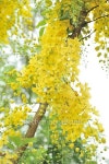 golden shower 이미지 (471731732) - 게티이미지뱅크 golden shower