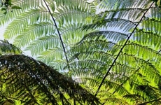 cyathea lepifera tree 이미지 (494290756) - 게티이미지뱅크 cyathea lepifera tree