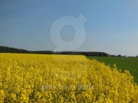 Series - Field of canolas in bloom at springtime @ XpX 이미지 (476379494) - 게티이미지뱅크 Series - Field of canolas in bloom... 