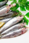 Fresh sardines 이미지 (479690088) - 게티이미지뱅크 Fresh sardines