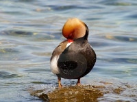 Red-crested pochard 이미지 (495272728) - 게티이미지뱅크 Red-crested pochard