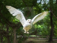 snow owl in flying action with wing full spand 이미지 (492842794) - 게티이미지뱅크 snow owl in flying action with wing full spand