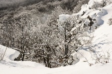 Deciduous white forest in winter, natural scene 이미지 (496709124) - 게티이미지뱅크 Deciduous white forest in winter, natural... 
